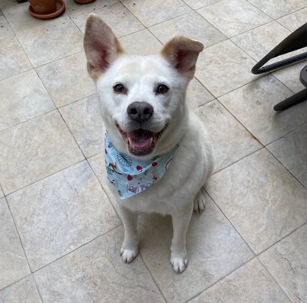 The Long, Long Tunnel